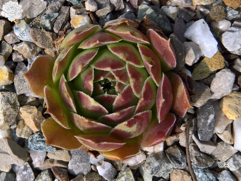 Korspelse Jidaza / Jovi