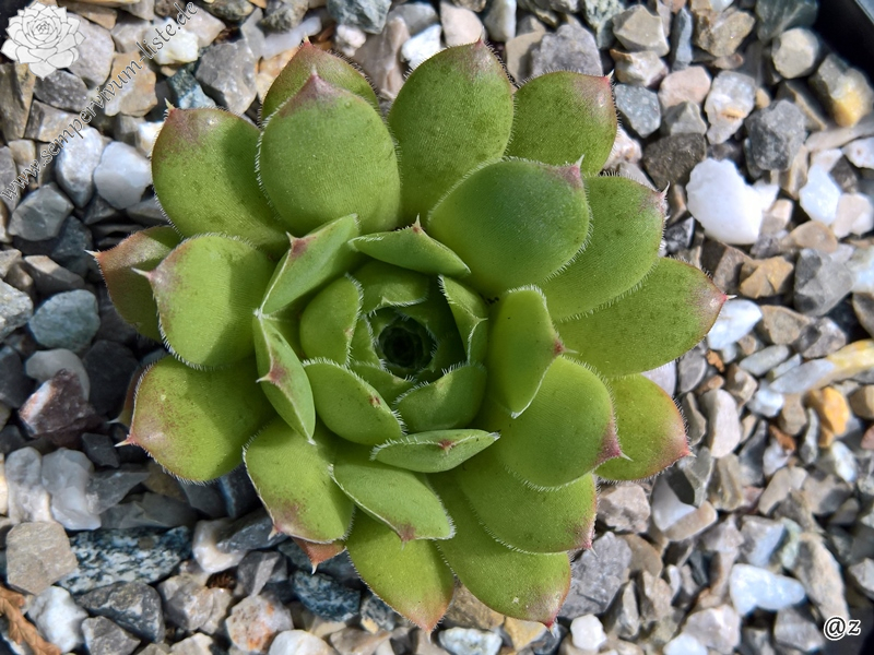 Korspelse Lipaz / Jovi