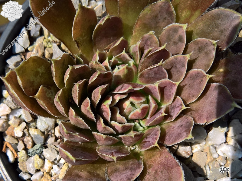 Korspelse Riwanon / Jovi