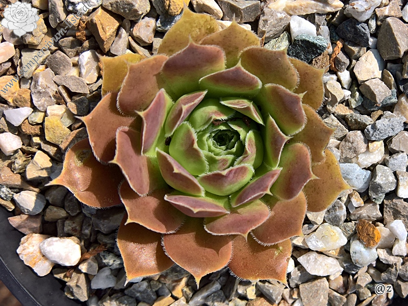 Korspelse Tehora / Jovi