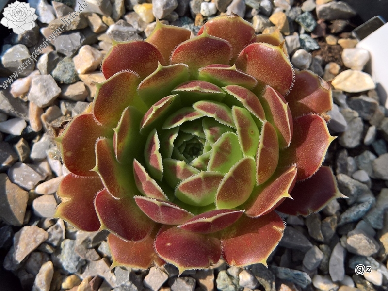 Korspelse Veerle / Jovi