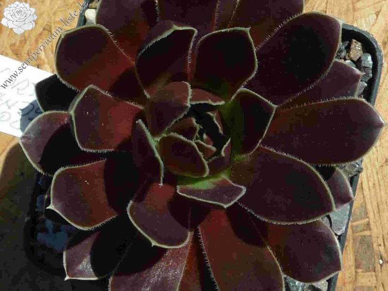 Korspel Candy Appel / Jovi