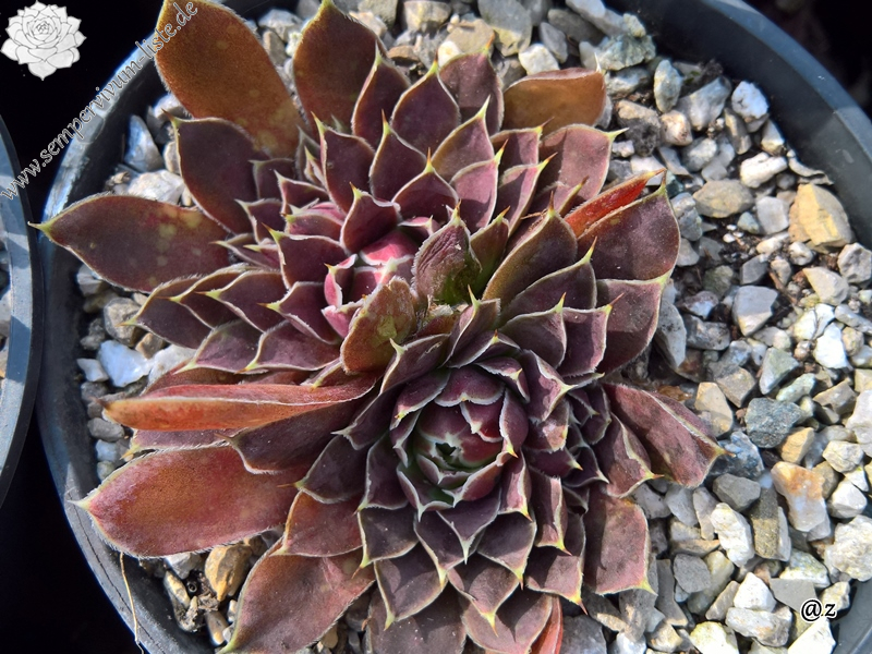 Korspelse Riwanon / Jovi