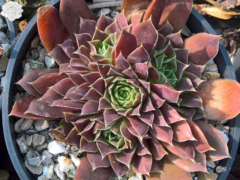 Korspelse Tehora / Jovi