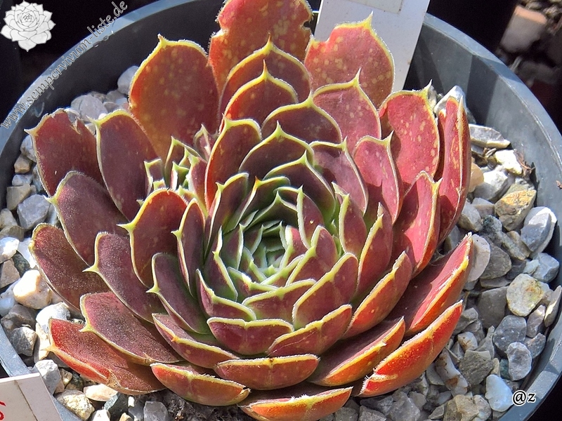 Korspelse Veerle / Jovi