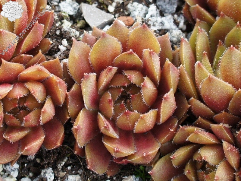 Little Miss Sunshine