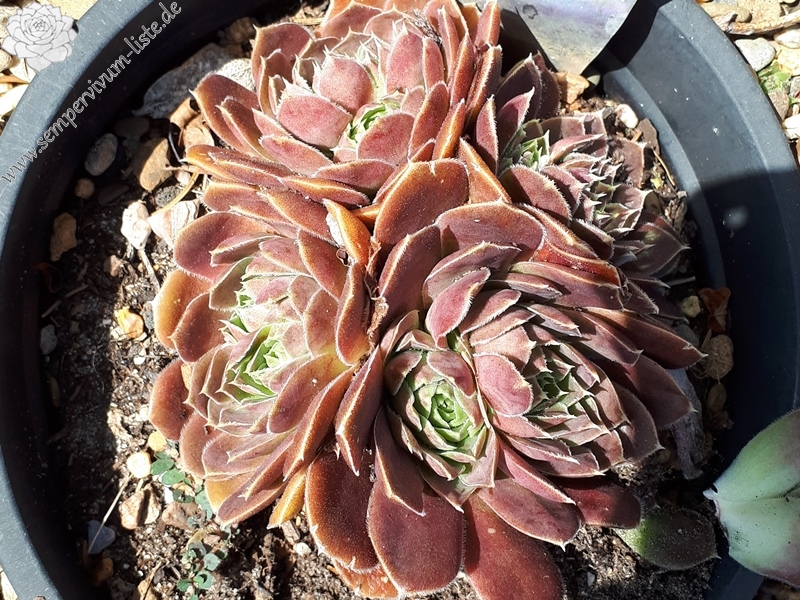 Korspelse Tehora / Jovi