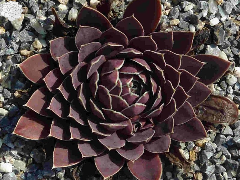 Korspel Candy Appel / Jovi