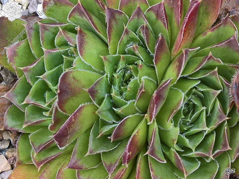 Korspelse Lipaz / Jovi