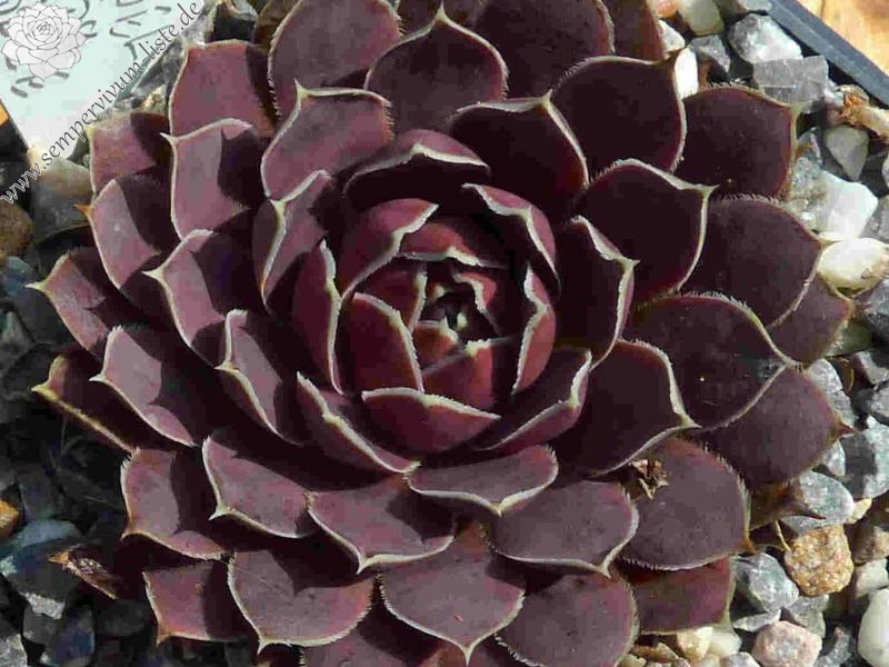 Korspel Candy Appel / Jovi