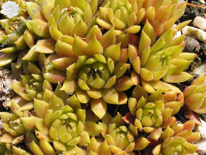 Little Miss Sunshine