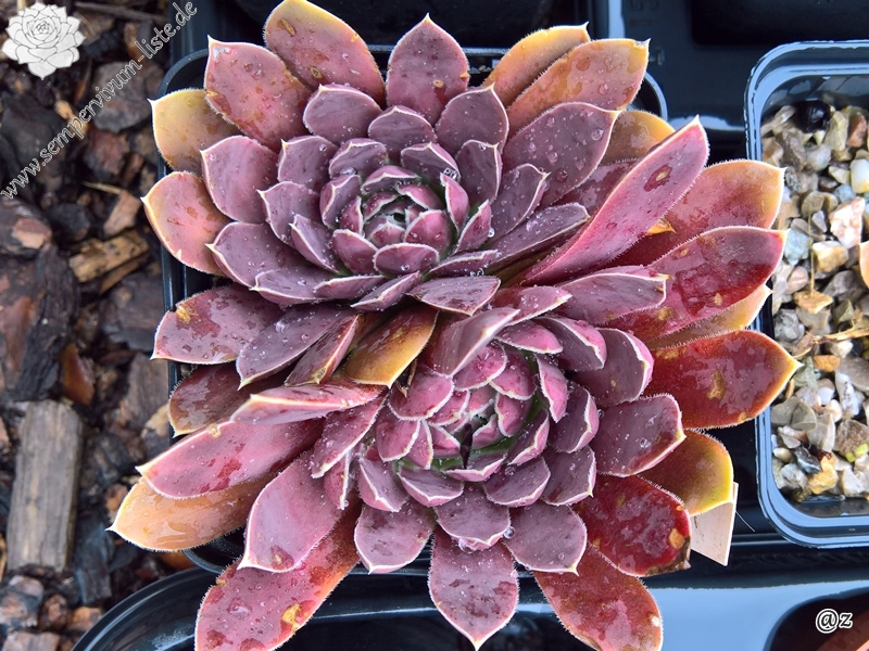 Korspel Candy Appel / Jovi