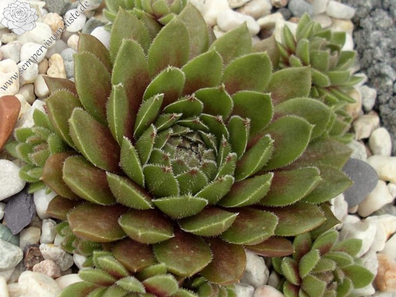 Little Miss Sunshine