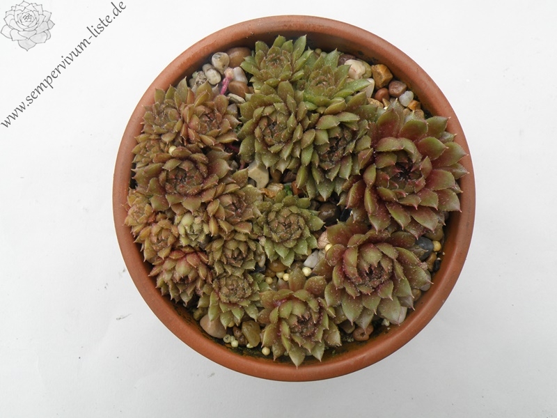 Little Miss Sunshine