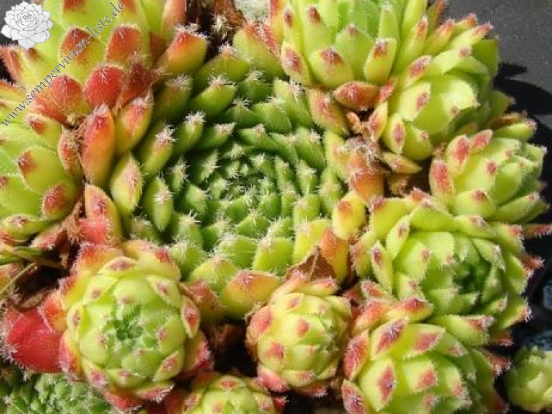 vaccarii from Val Soana