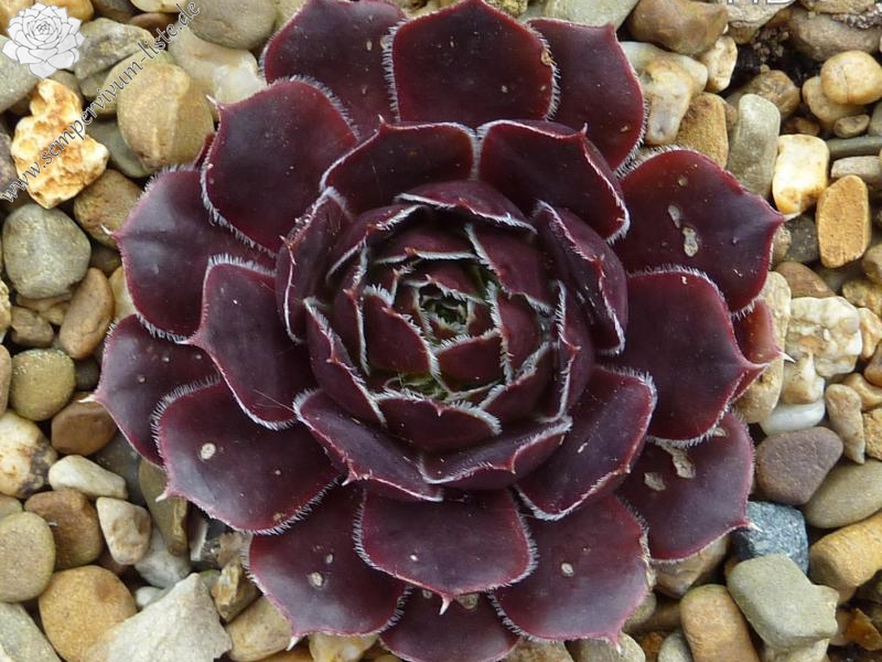 City of Korspel / Jovi