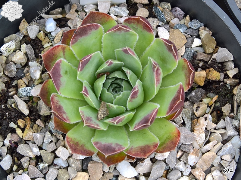 Korspelse Jiahe / Jovi