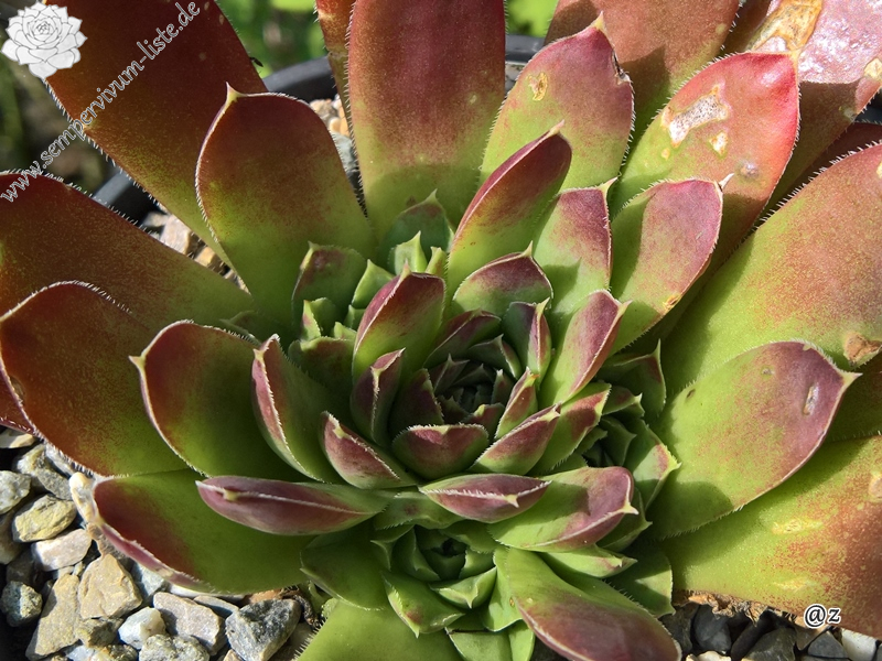 Korspelse Qalila / Jovi