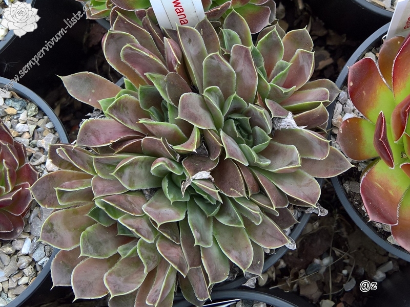 Korspelse Riwana / Jovi