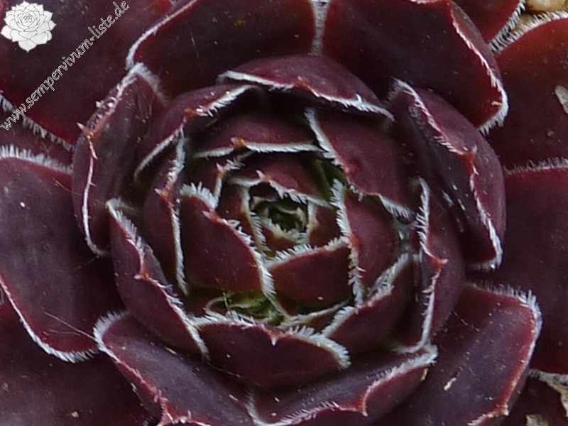 City of Korspel / Jovi