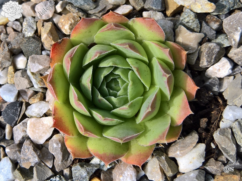 Korspelse Jiahe / Jovi