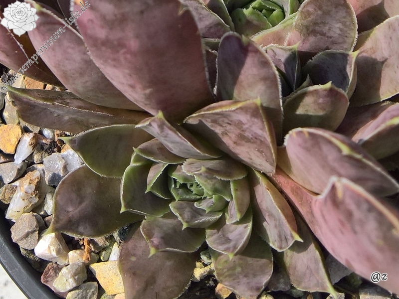 Korspelse Riwana / Jovi