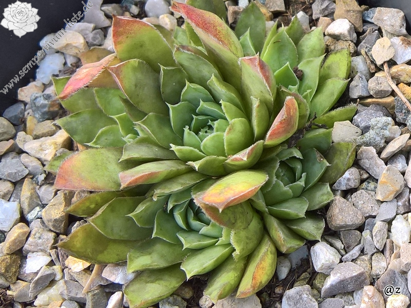 Korspelse Jiahe / Jovi