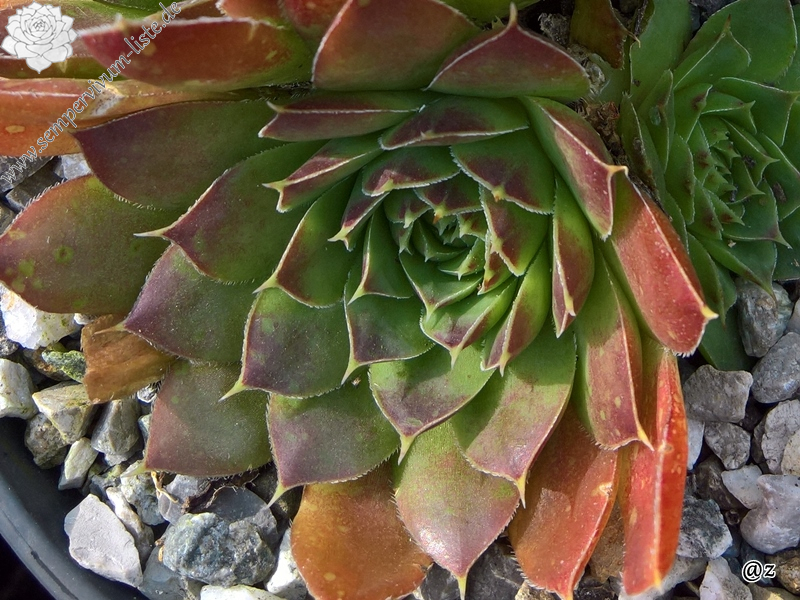 Korspelse Qalila / Jovi