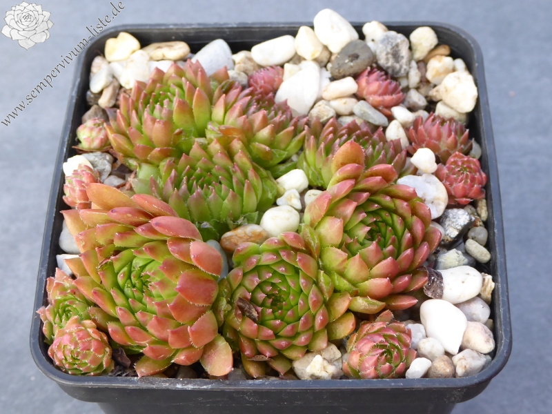 Korspelse Mega Mindy