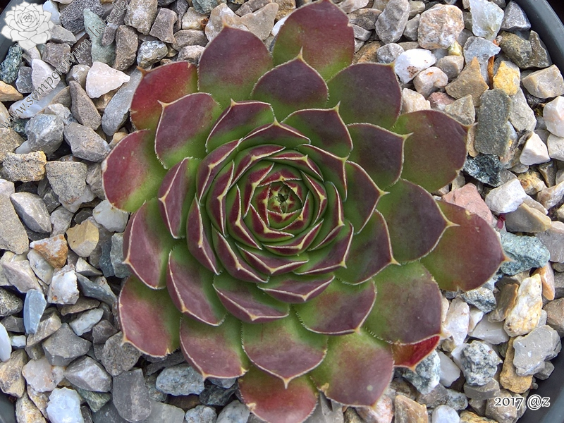 Korspelse Qalila / Jovi