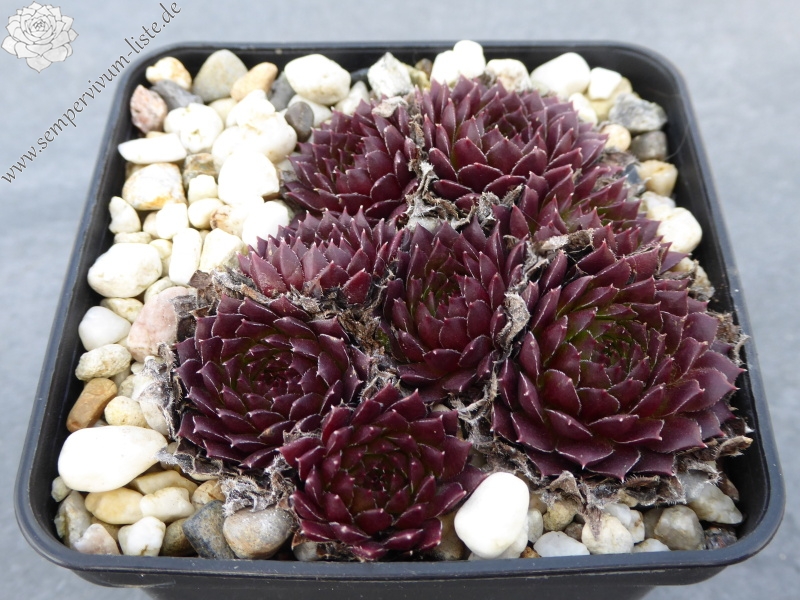 Korspelse Mega Mindy