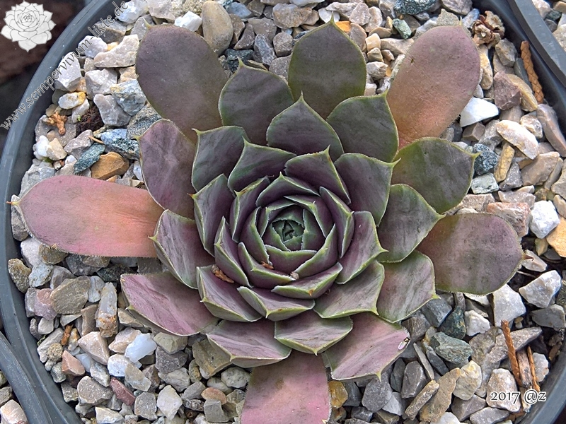 Korspelse Riwana / Jovi