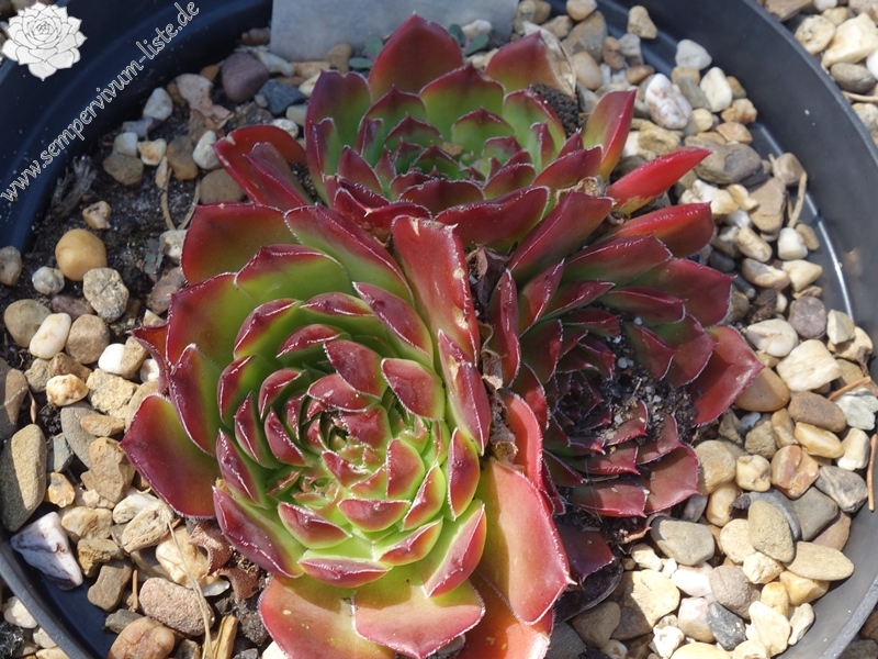 Korspelse Teena / Jovi