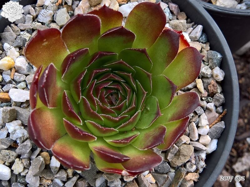 Korspelse Teena / Jovi