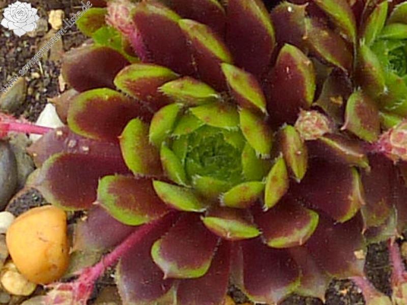 Korspelse Mega Mindy