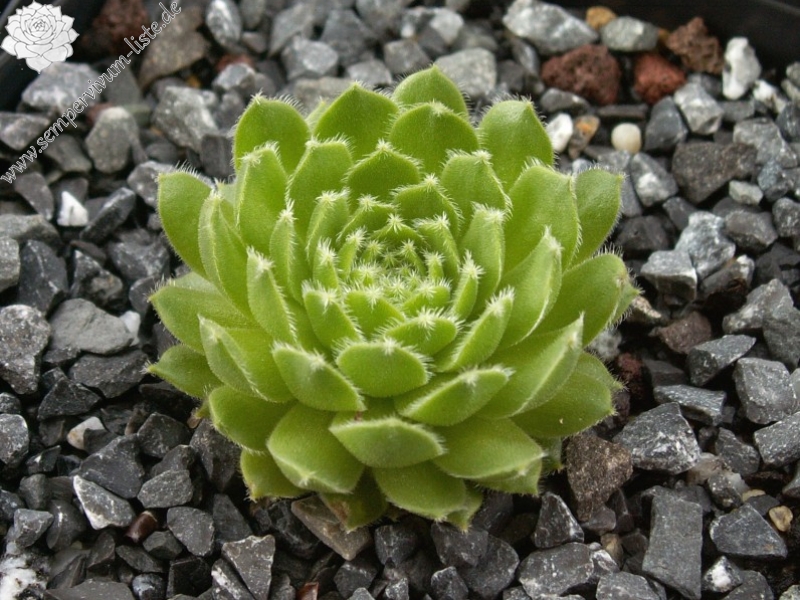 Jacquette
