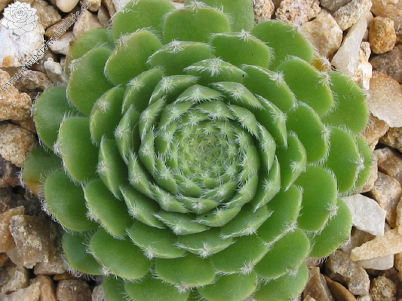 Jacquette