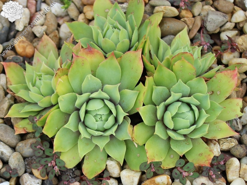 wulfenii from Berninapass