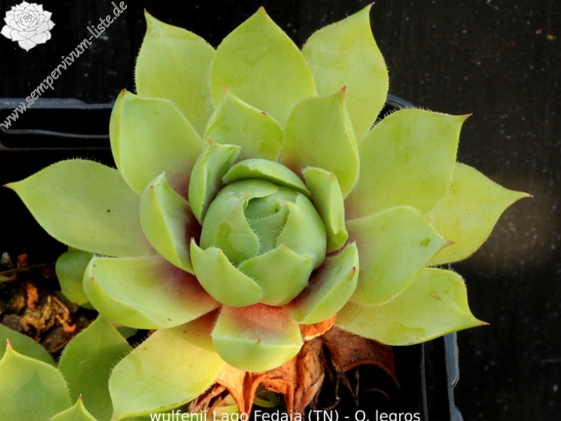 wulfenii from Lago Fedaia