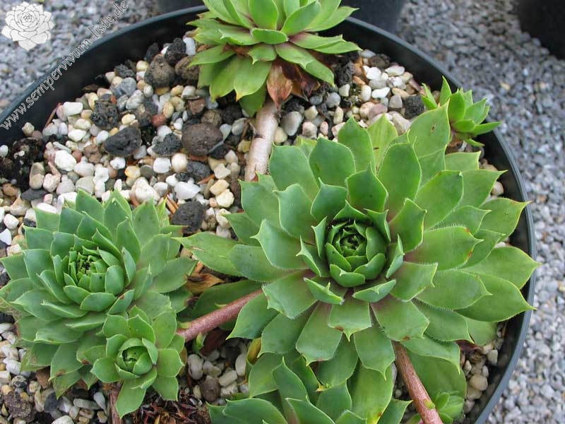 wulfenii from Berninapass