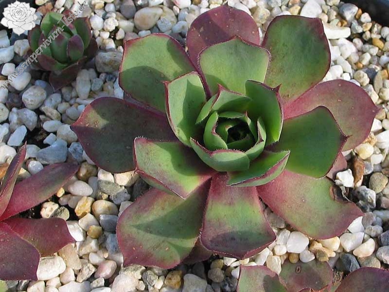 wulfenii from Speiereck