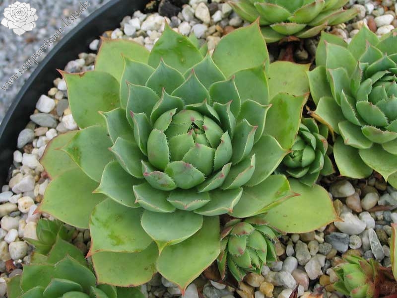 wulfenii from Speiereck