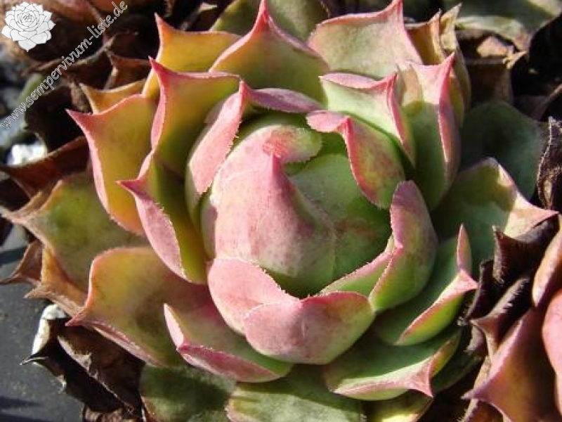 wulfenii from Franzenshöhe