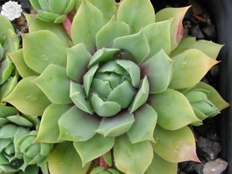 wulfenii from Franzenshöhe