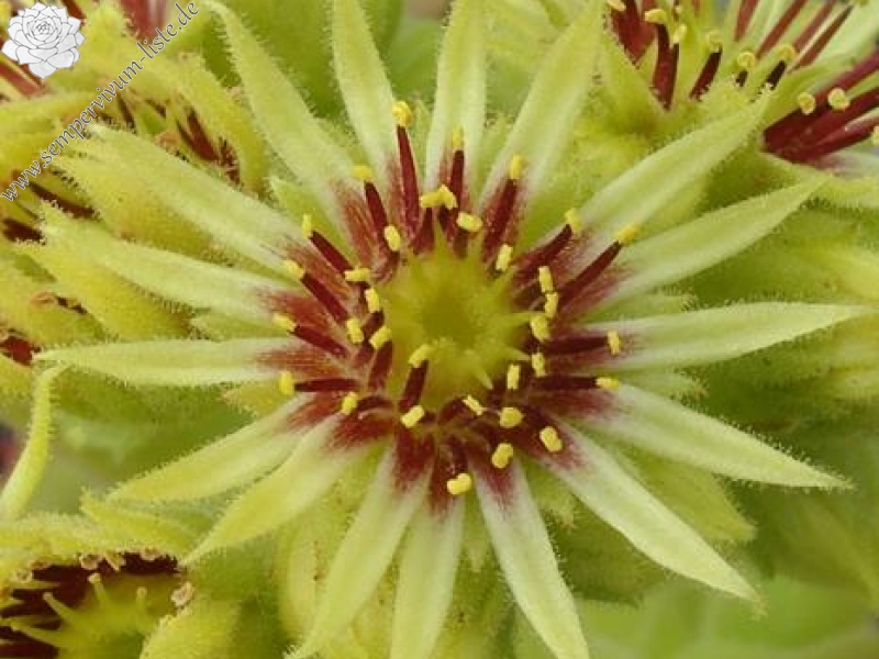 wulfenii from Riegersburg