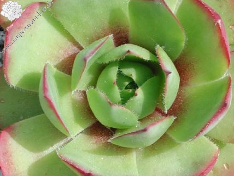 wulfenii from Riegersburg