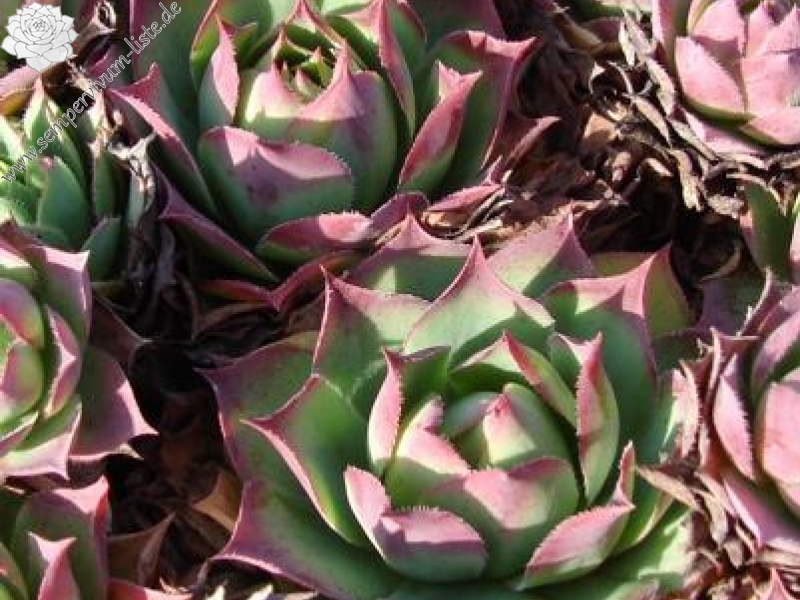 wulfenii from Speiereck