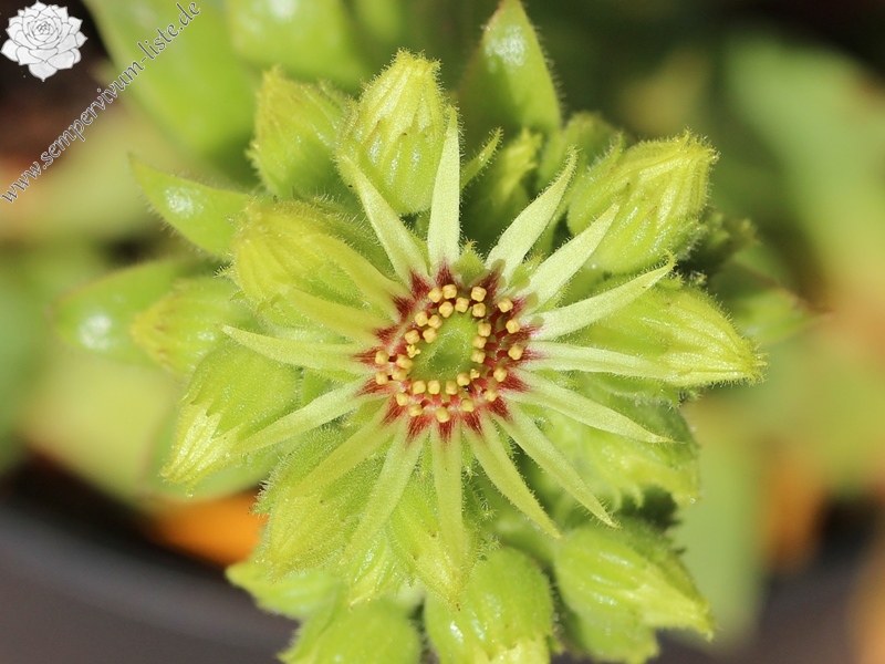 wulfenii from Speiereck