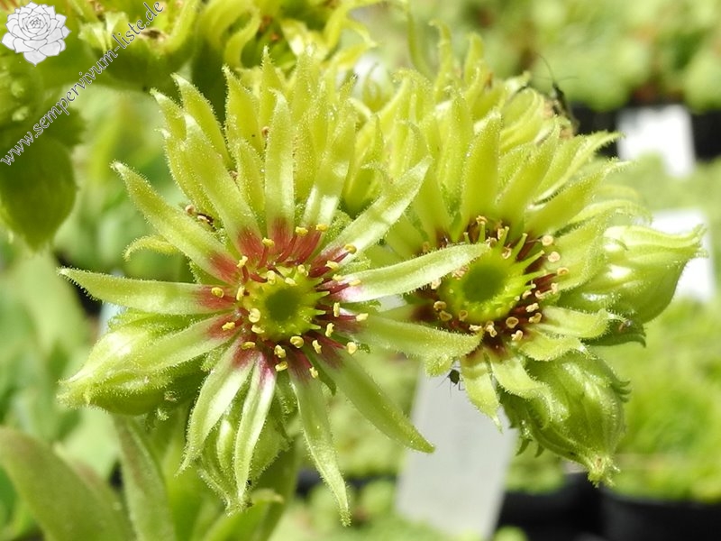wulfenii from Passo de Vivione