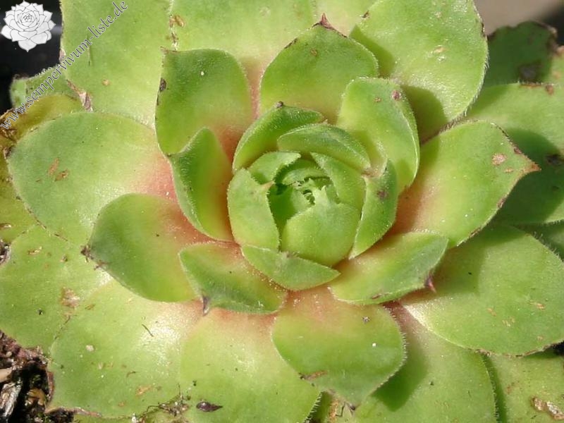 wulfenii ssp. juvanii